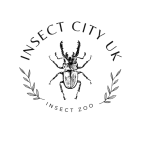 Insect City UK