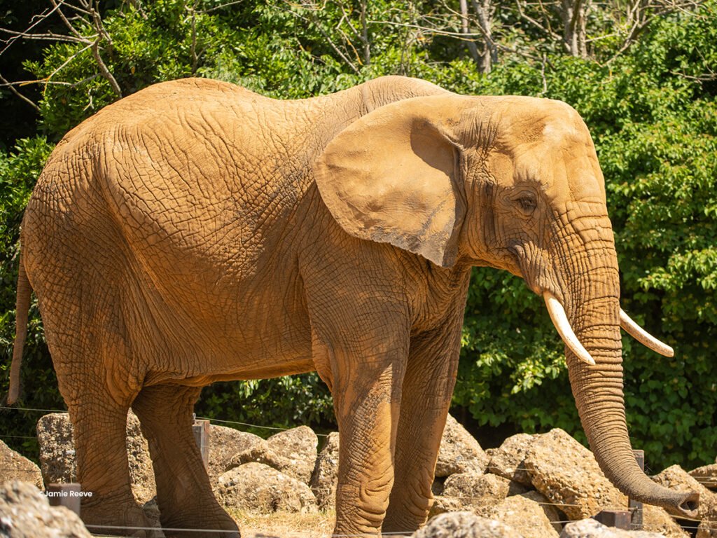 African Elephant ©Jamie Reeve