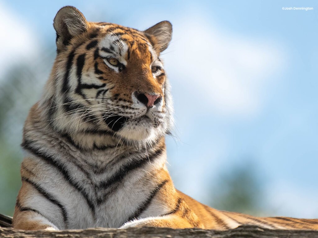 Amur Tiger ©Josh Dennington