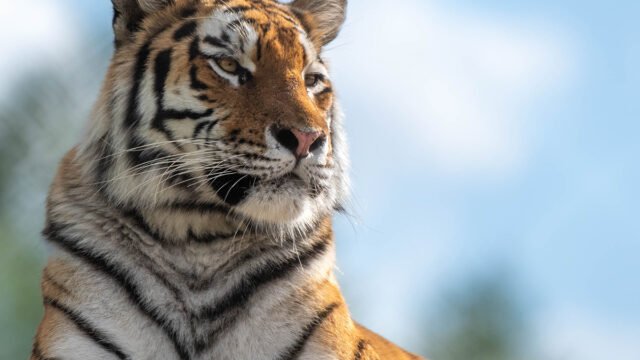 Amur Tiger ©Josh Dennington