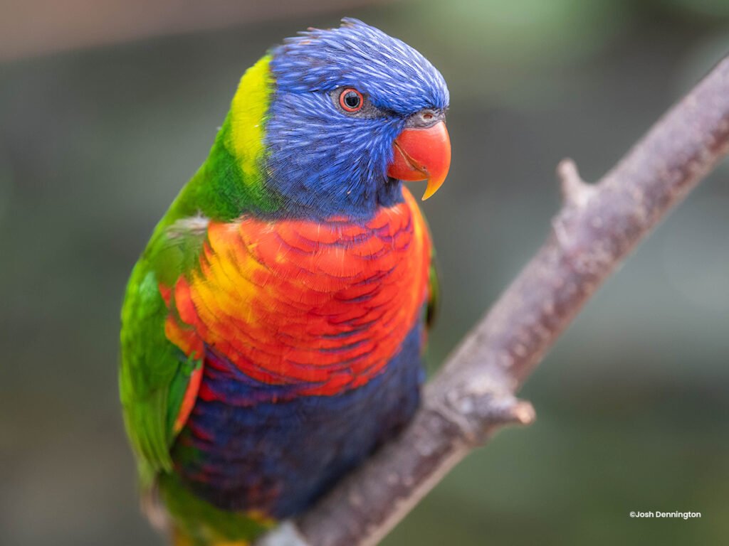 Australian Rainbow Lorikeet ©Josh Dennington