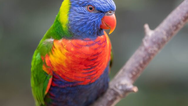 Australian Rainbow Lorikeet ©Josh Dennington