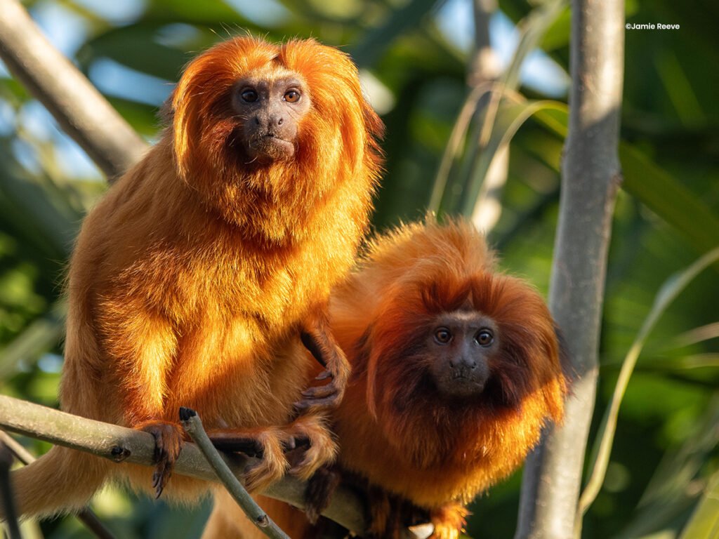 Golden Lion Tamarin ©Jamie Reeve