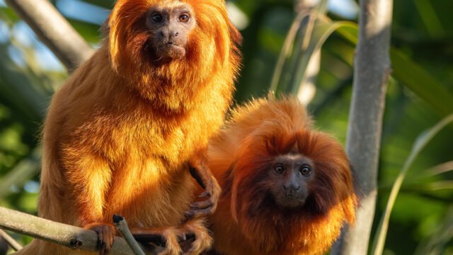 Golden Lion Tamarin ©Jamie Reeve