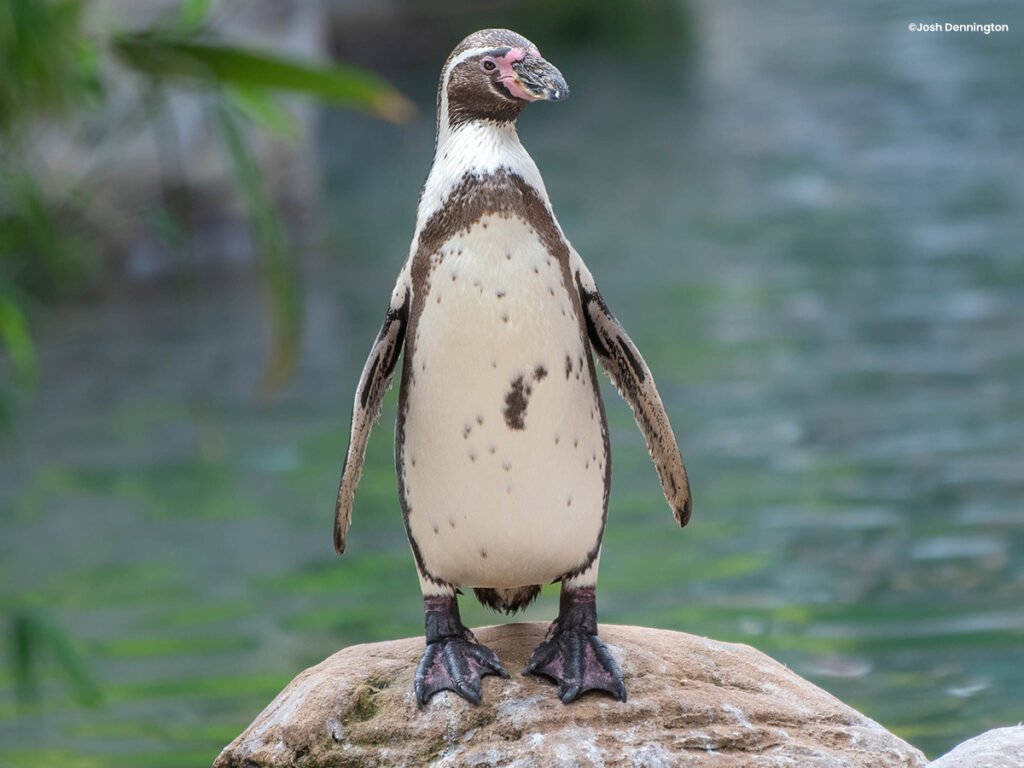 Humboldt Penguin ©Josh Dennington