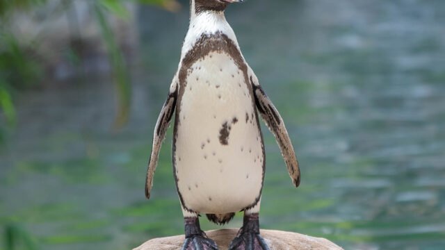 Humboldt Penguin ©Josh Dennington