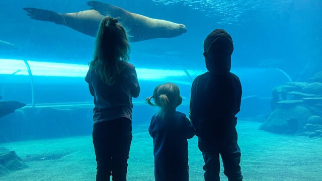 Patagonian Sea Lion Tunnel ©Jamie Reeve