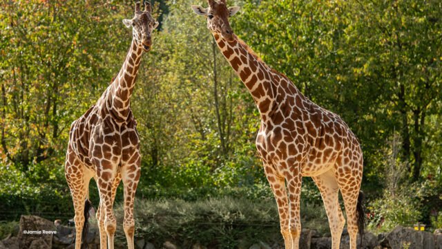 Reticulated Giraffe ©Jamie Reeve