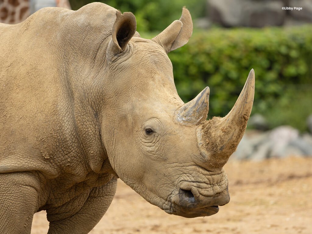Southern White Rhinoceros ©Libby Page