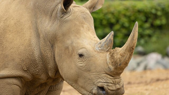 Southern White Rhinoceros ©Libby Page