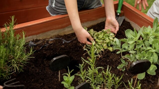 planting-nursery-herbs